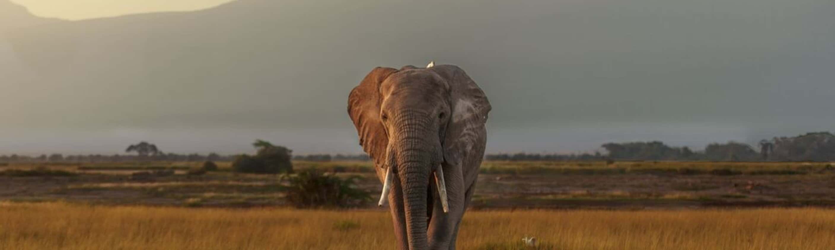 Kenya by Rail: Trains, Safaris & Beaches