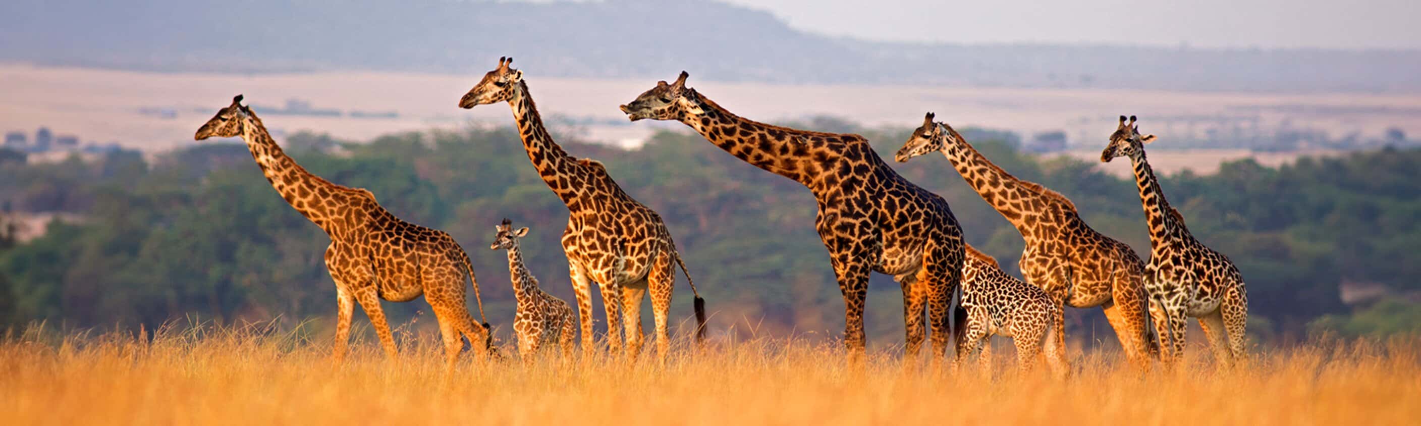 The Maasai Heartlands
