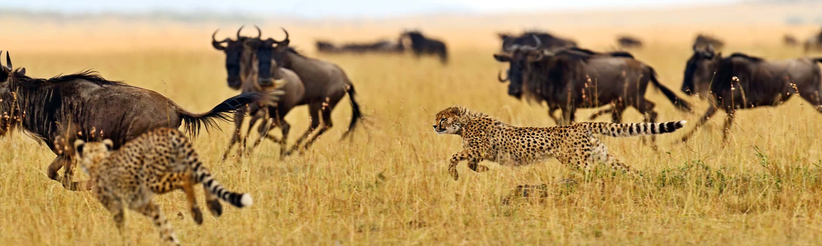 Kenya Wildlife Safari