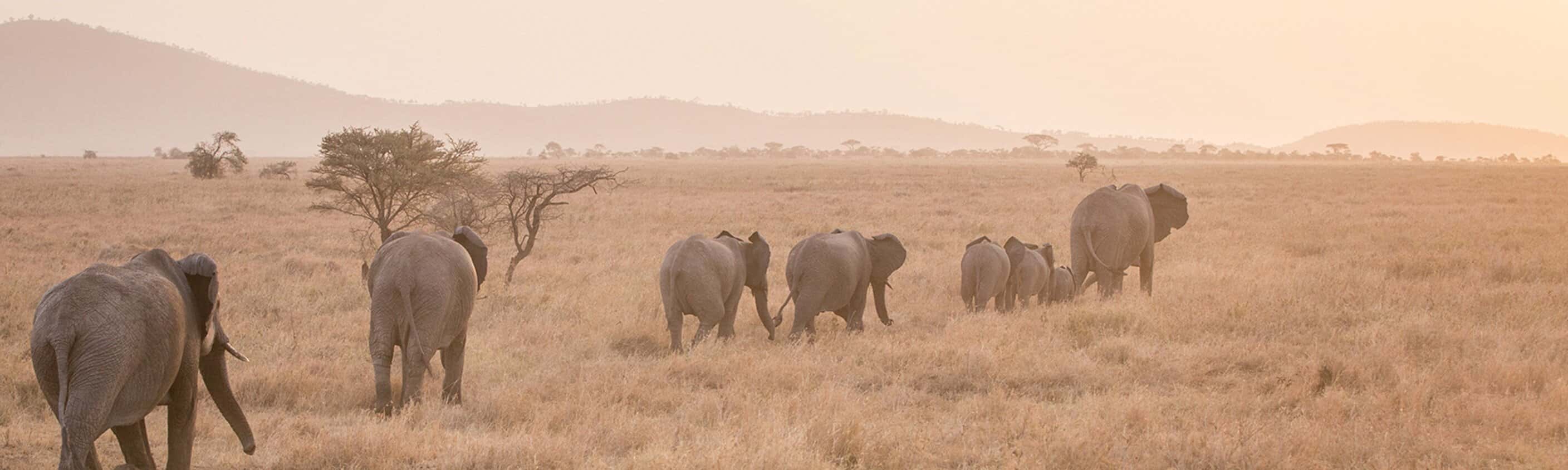 Serengeti Trail