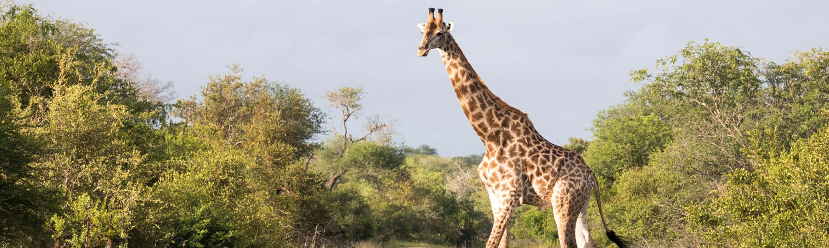 Premium Kenya & Southern Africa Highlights