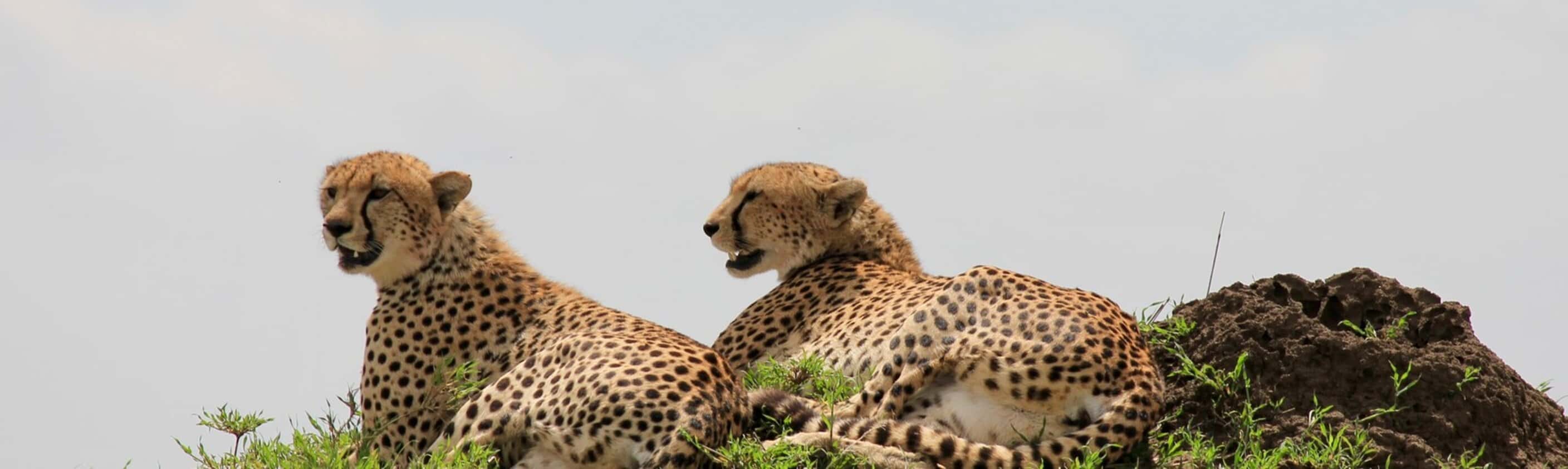 Essential East Africa