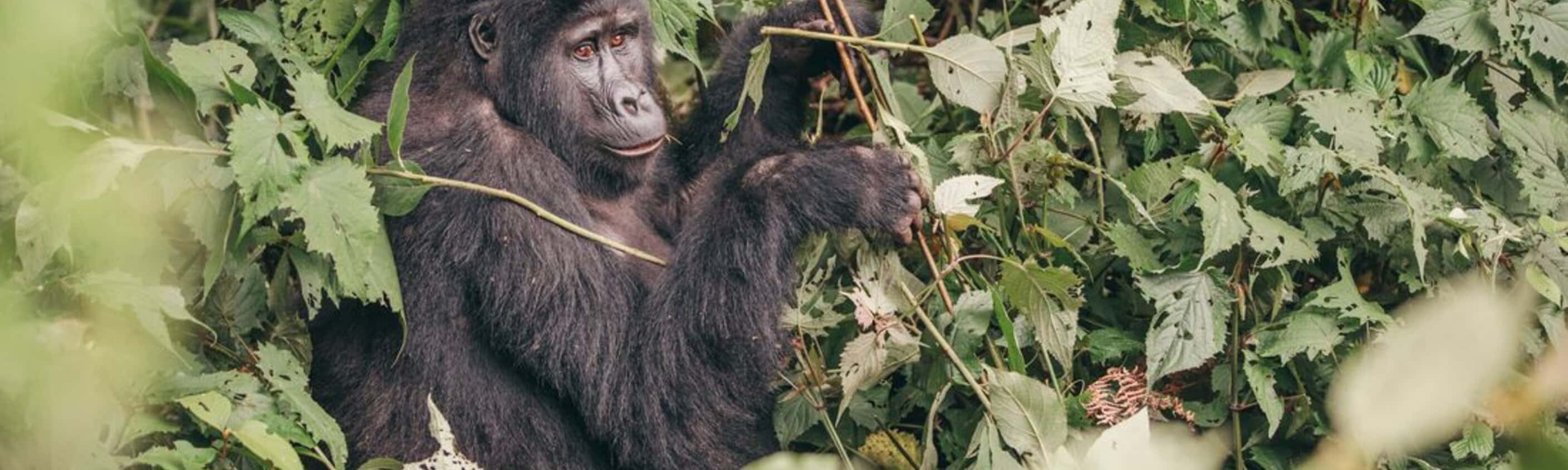 18 to 35s Essential Uganda: Gorillas and Chimps