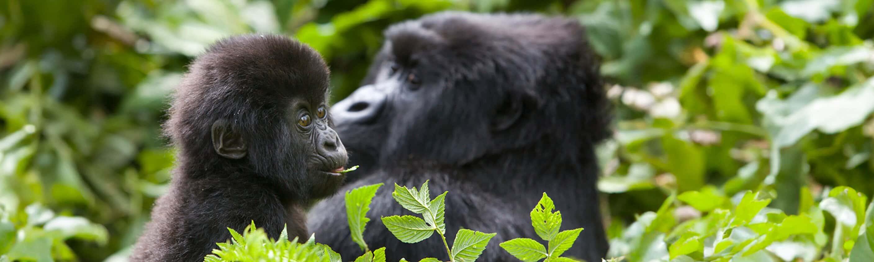Gorillas, Game Parks & Beaches