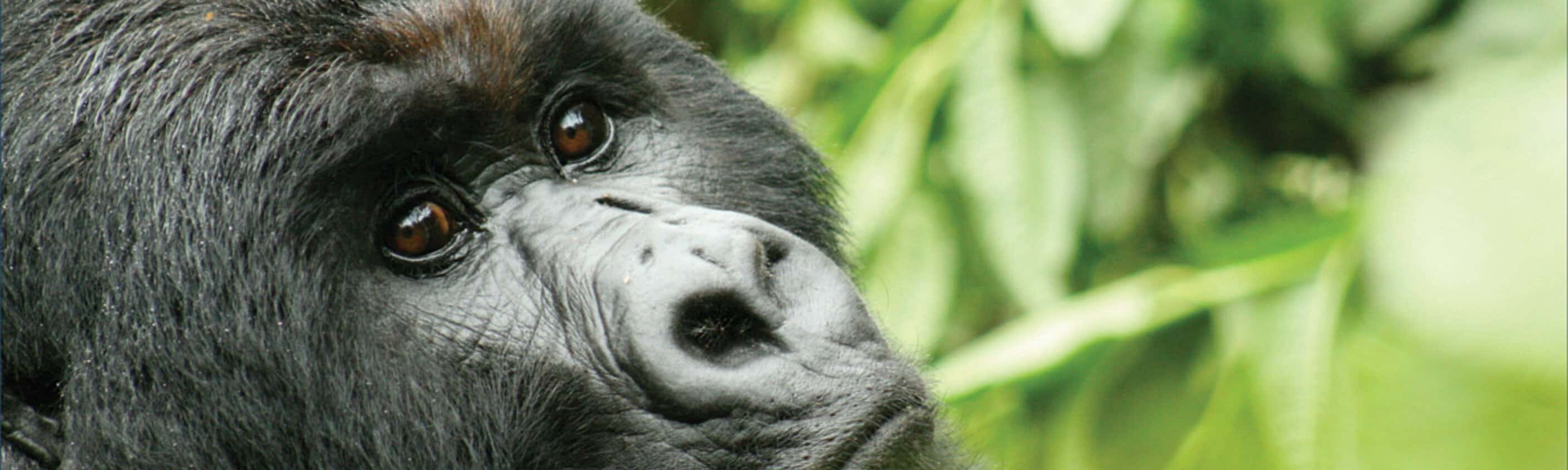 Victoria Falls to Gorillas