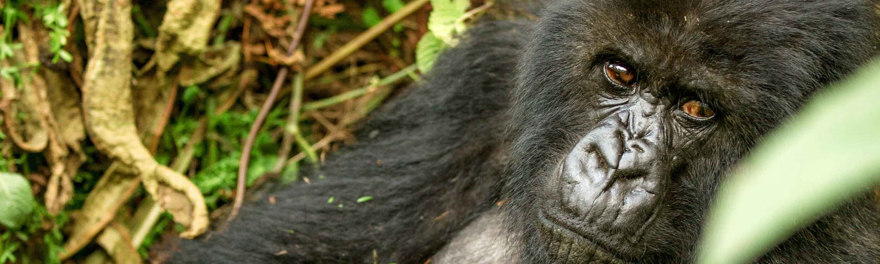 Gorillas to Vic Falls