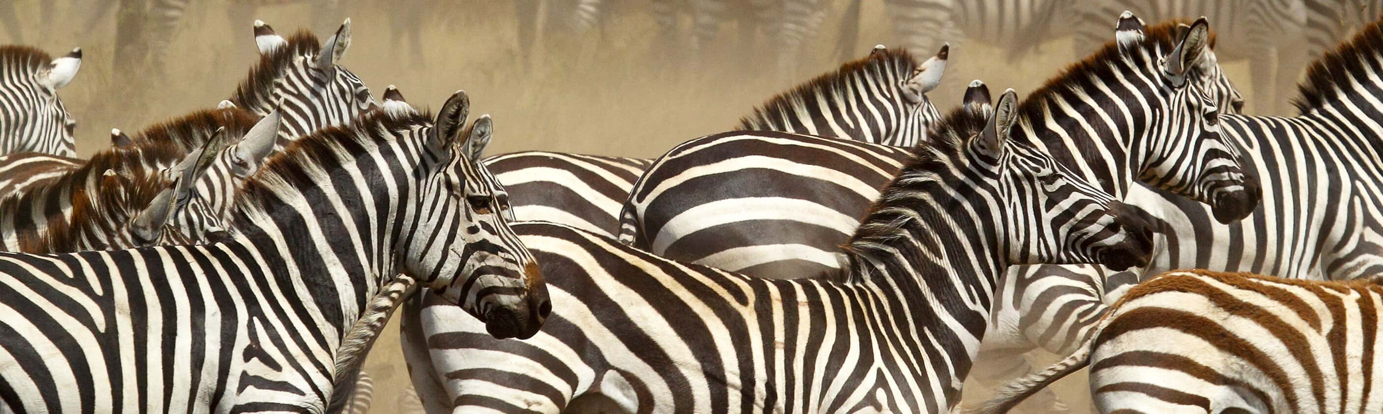 Vic Falls to Kenya
