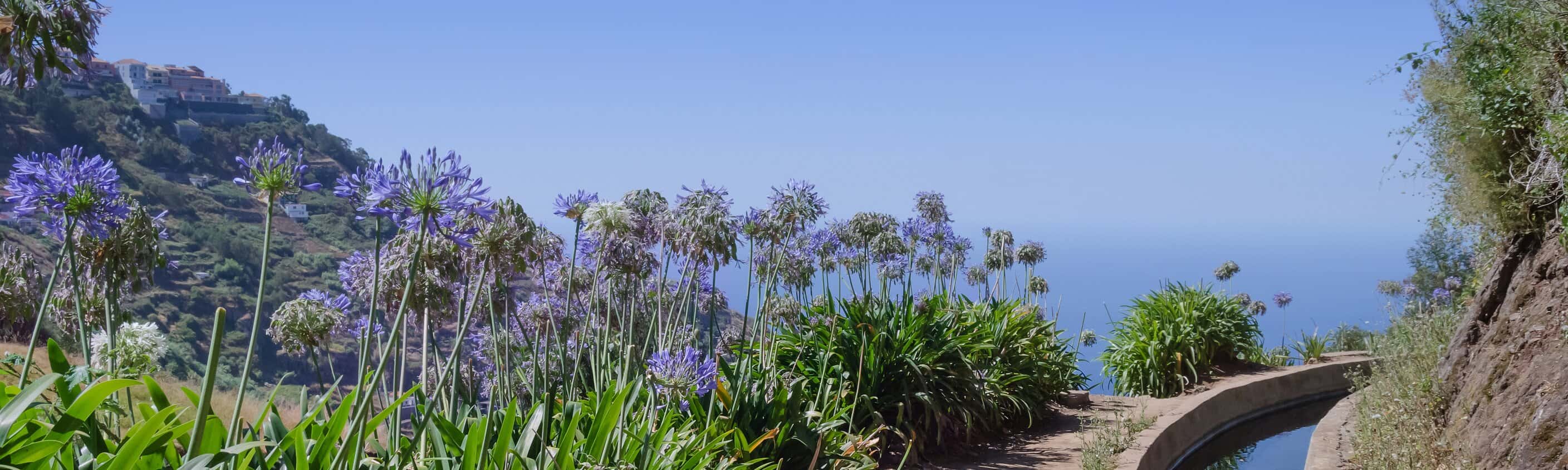 Madeira Blumenlevada | © shutterstock_773374258