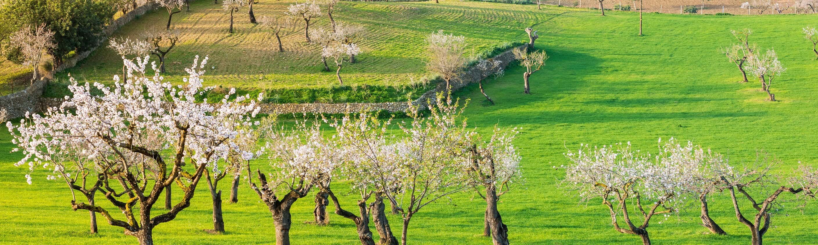Wanderopening zur Mandelblüte auf Mallorca
