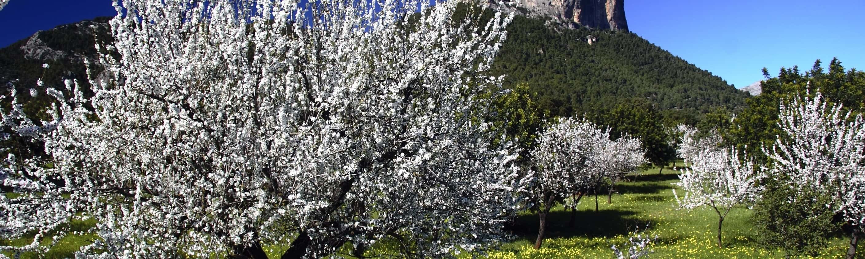 Mallorca zur Mandelblüte erwandern