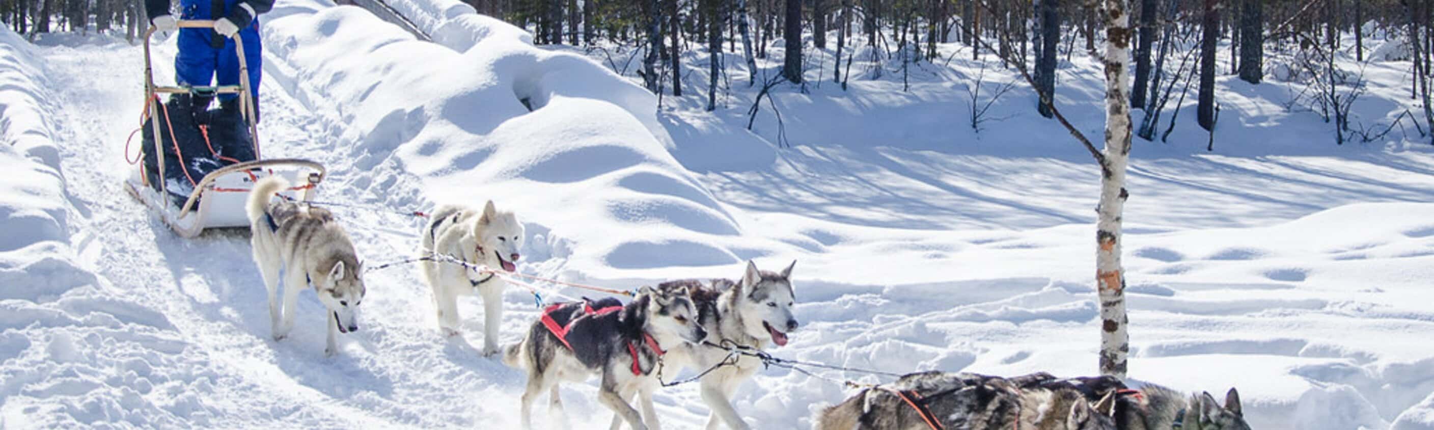 Finnland - Husky Abenteuer