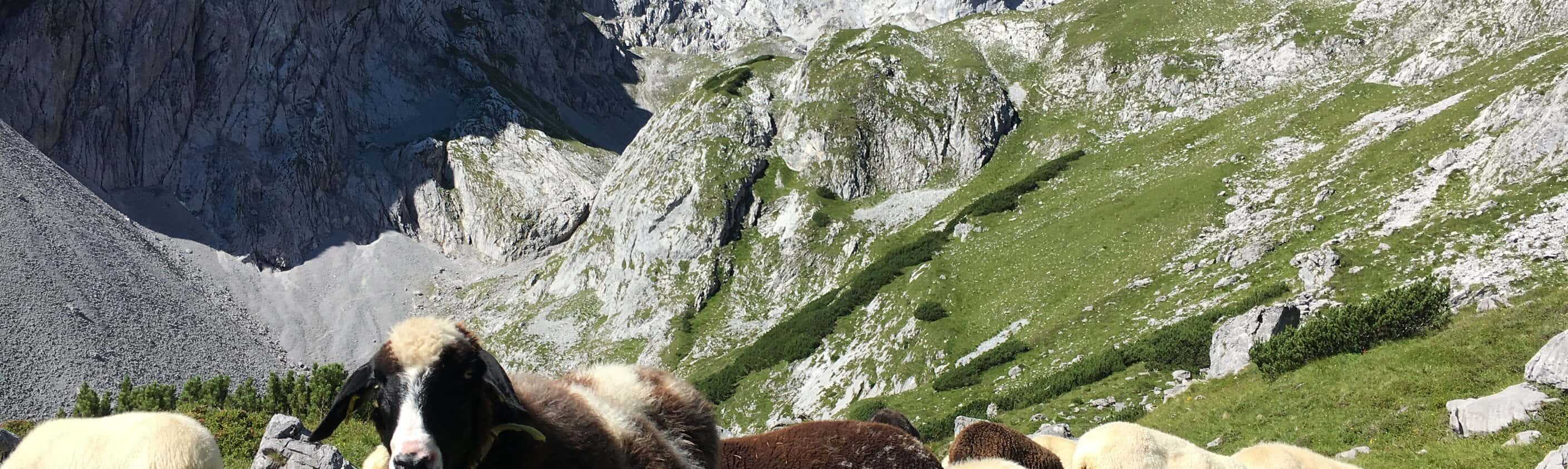 Schaf auf dem Berg | © Eurohike
