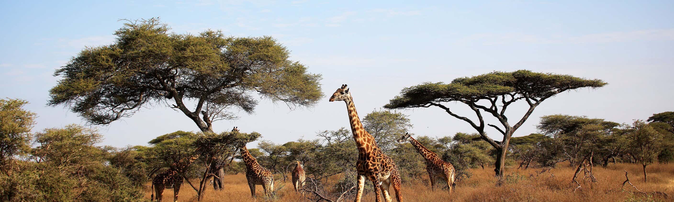 Tansania Classics: Serengeti bis Sansibar