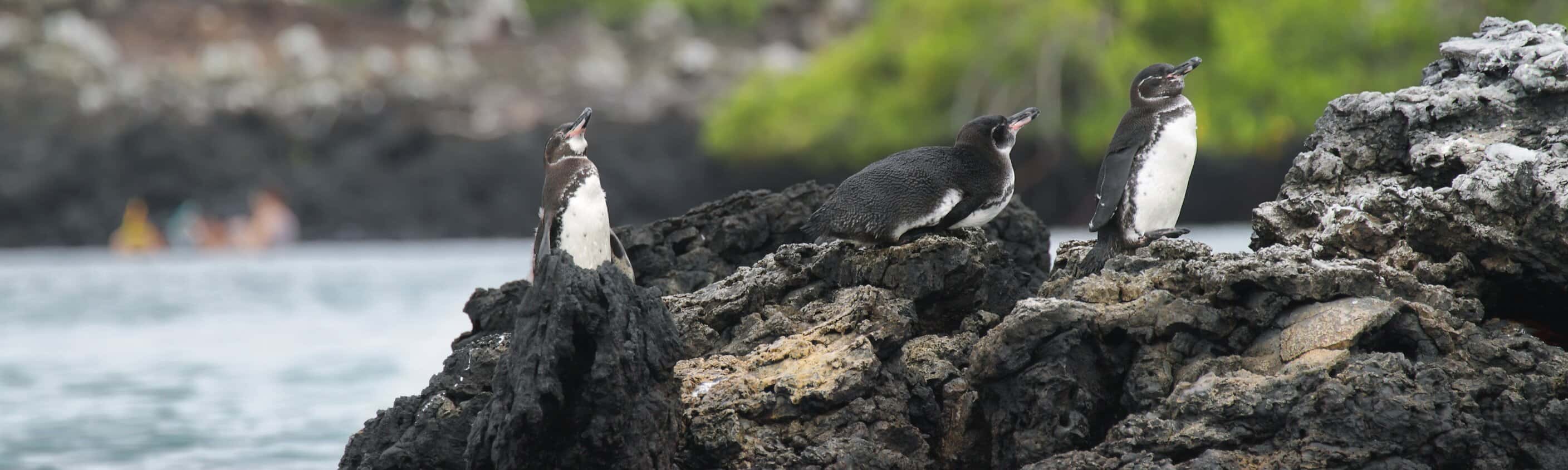 Panama City und Galapagos: Vom Kanal zu den einzigartigen Inselwelten