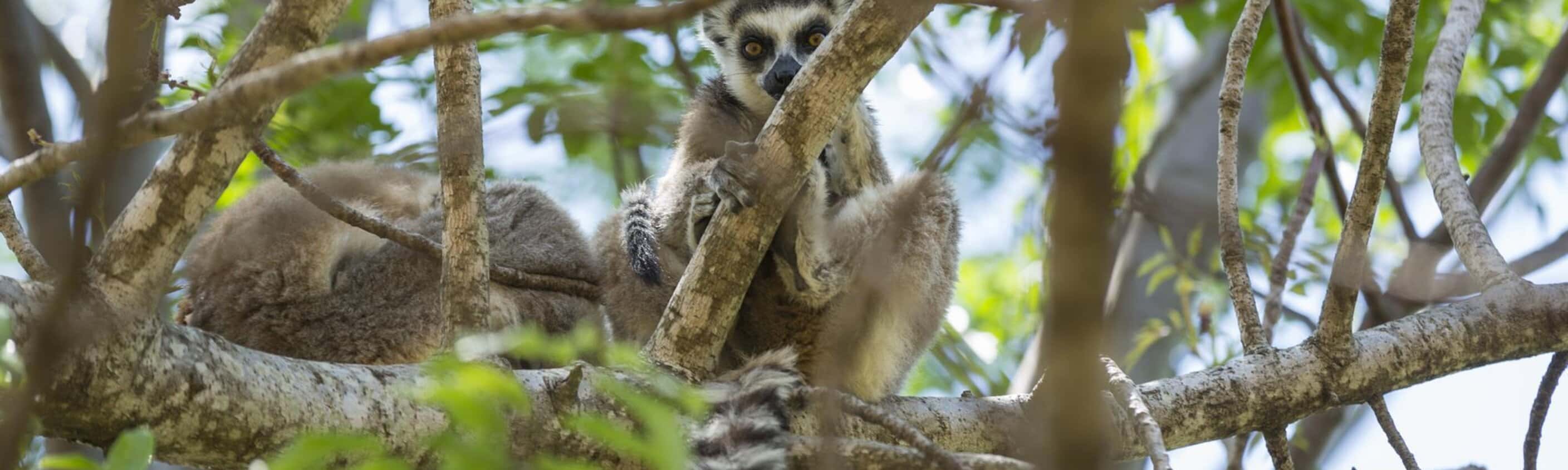 Zwischen Schluchten und Wäldern: Eine Reise ins Herz der madagassischen Biodiversität