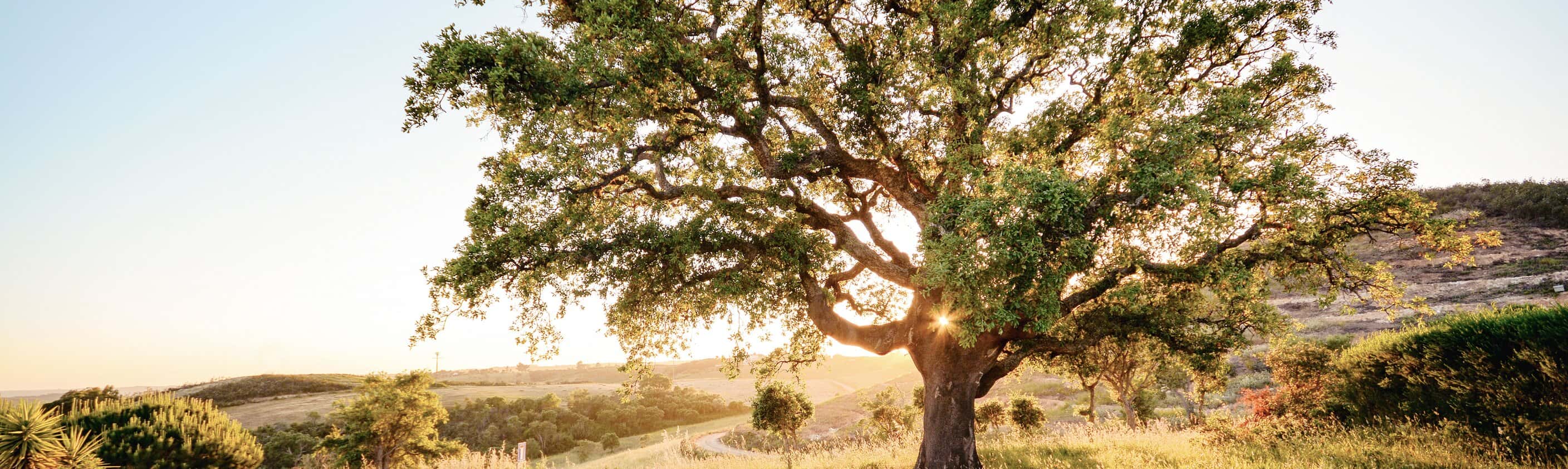 Portugal individuell - im goldenen Land des Alentejo