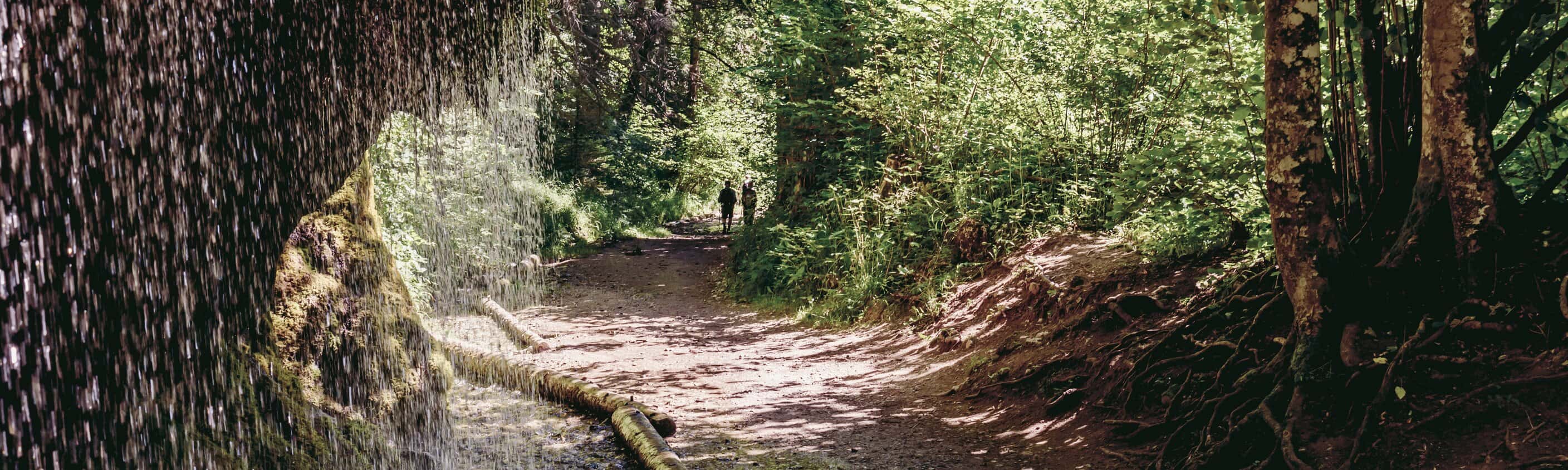 Schluchtensteig - die Vielfalt des Schwarzwalds