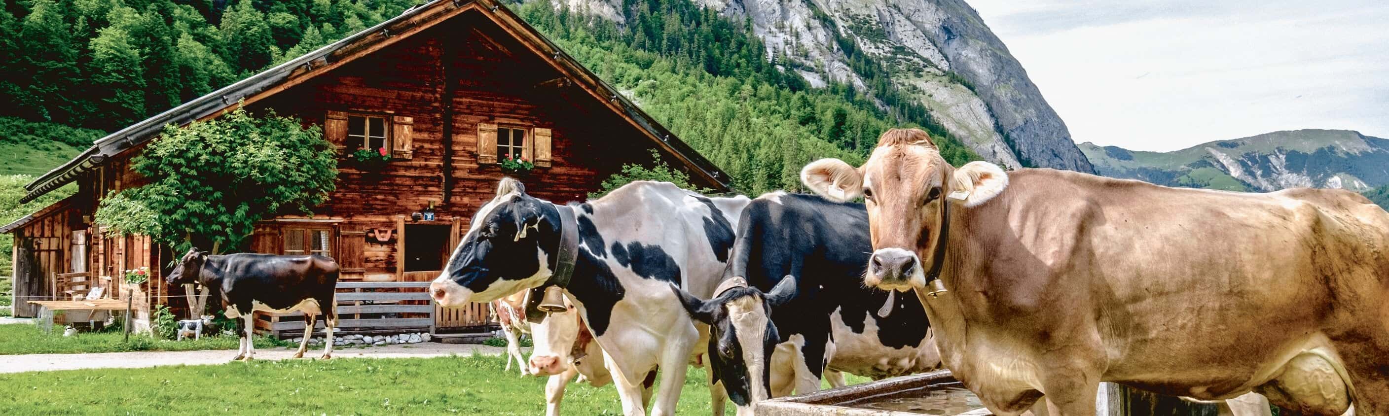Alpenüberquerung individuell - von Alm zu Alm