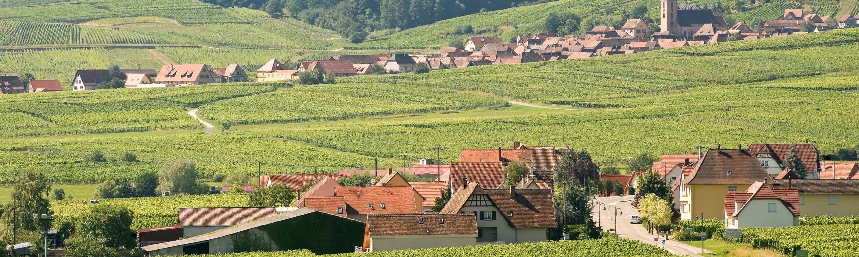 Die Geschmäcker des Elsass: Wandern an der Weinroute