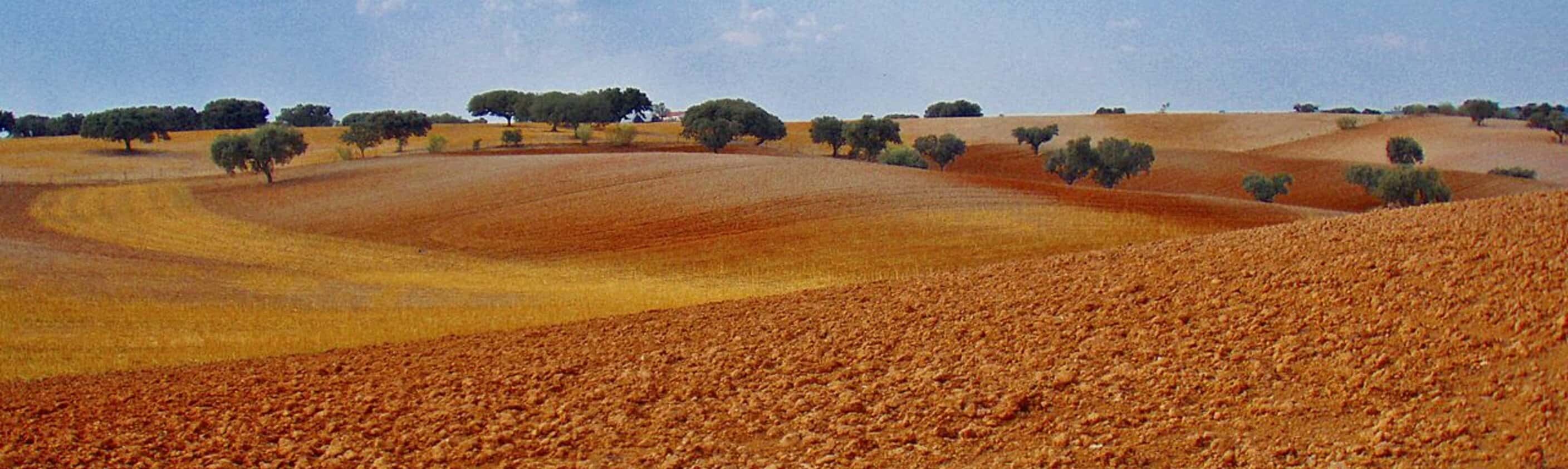 Alentejo Weinberge Straße