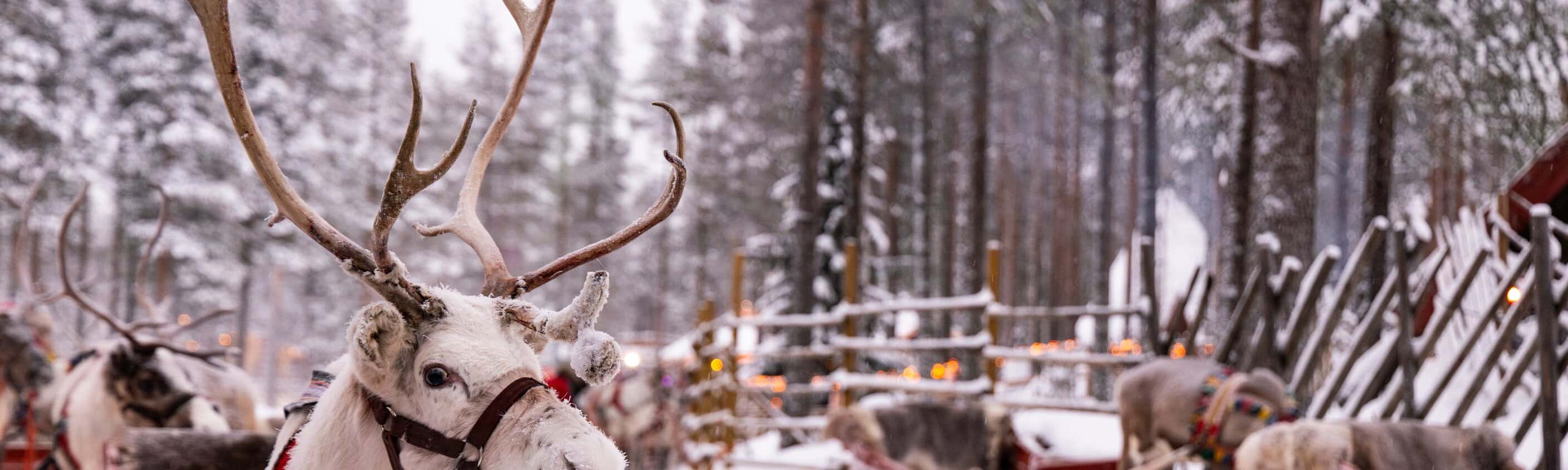 Zu den gemütlichen Hütten Finnlands