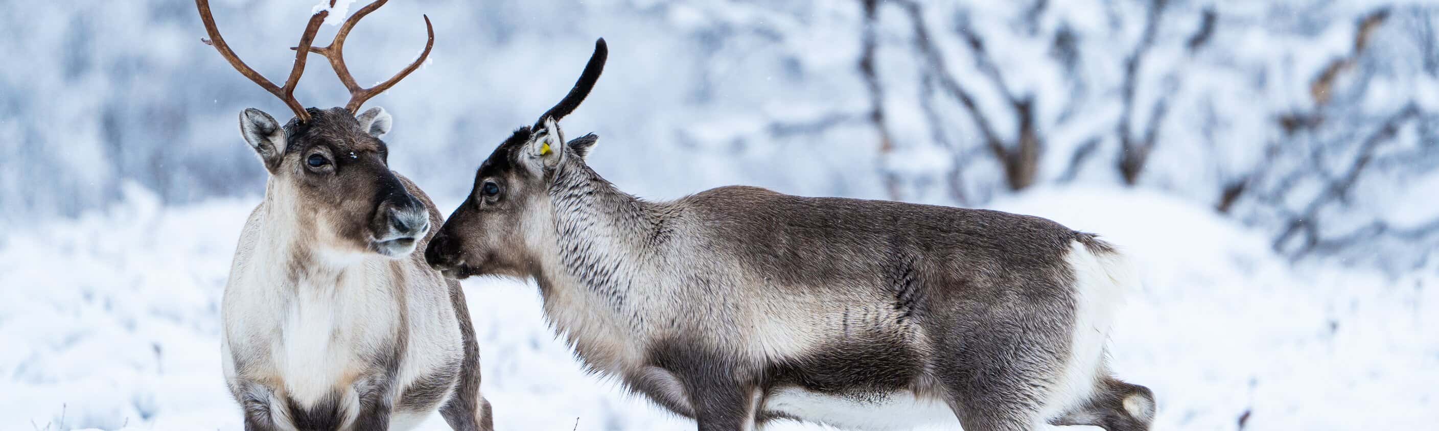 Durch das Herz von Finnisch-Lappland