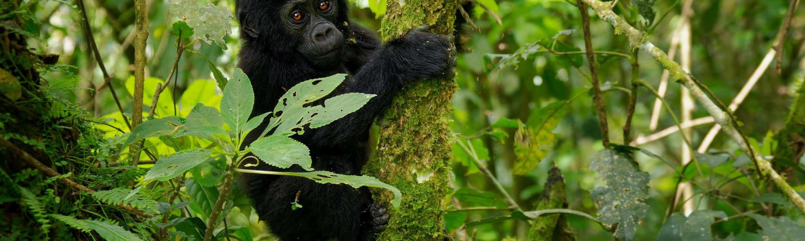 Ruanda – Nachhaltiges Primaten-Abenteuer