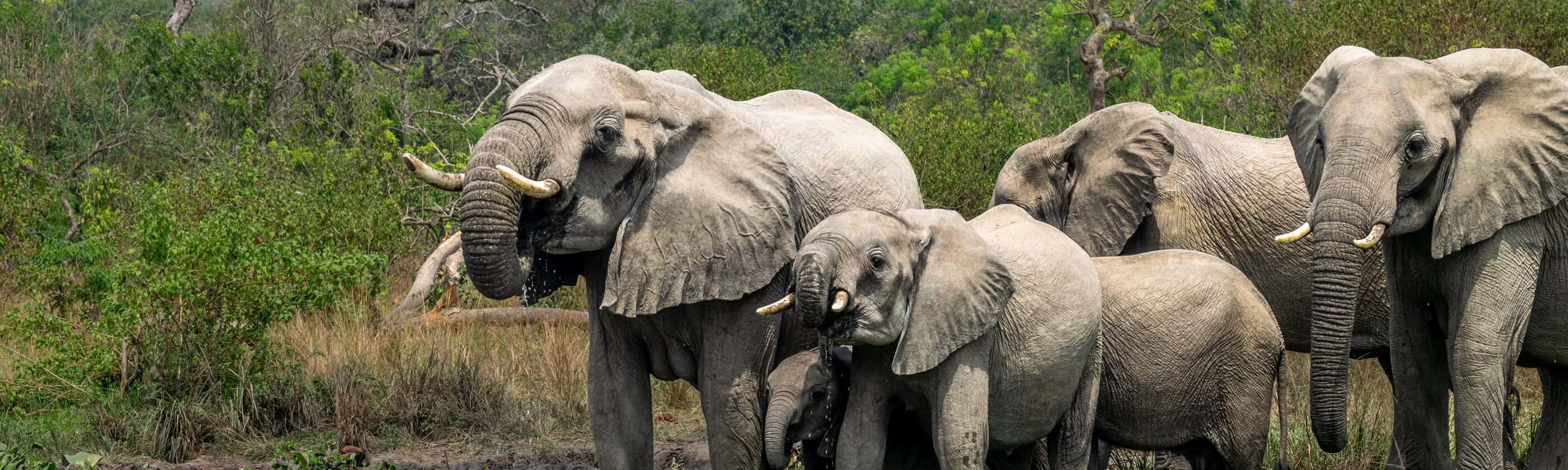 Uganda – Verantwortungsbewusste Gorilla- und Wildtiersafari