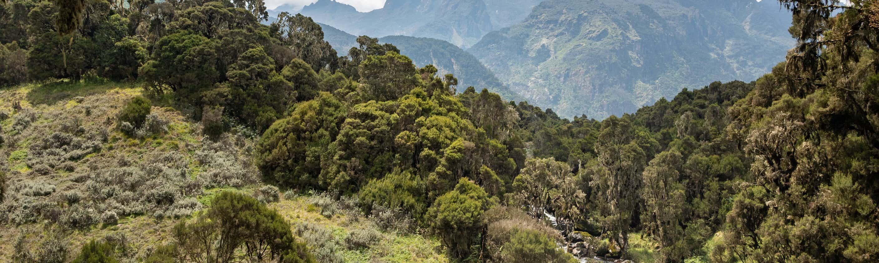Uganda & Ruanda – Die Wunder der Regenwälder
