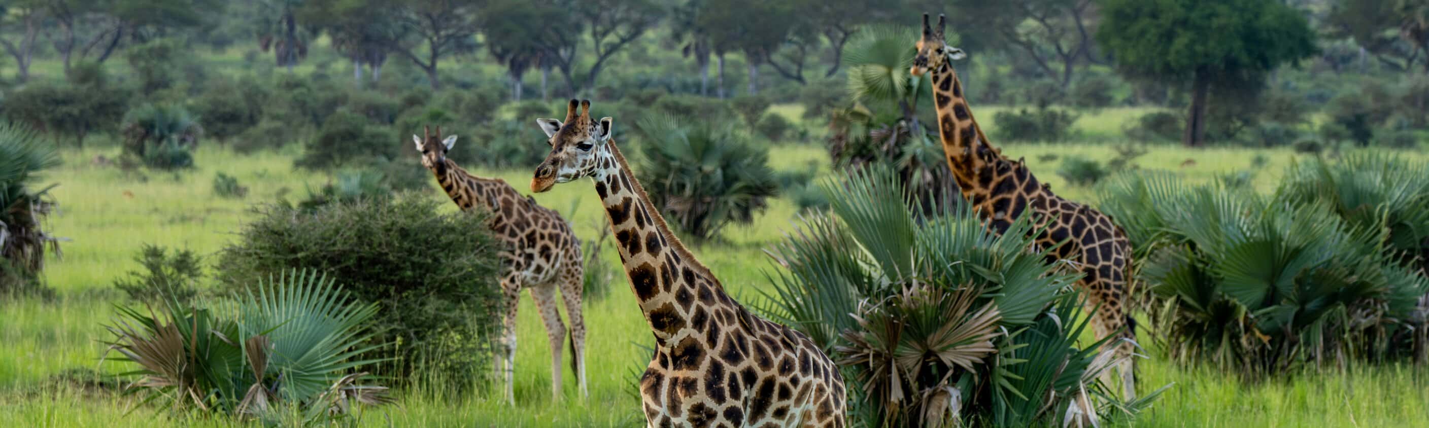Uganda - 11-tägige Safari zu Primaten und Wildtieren