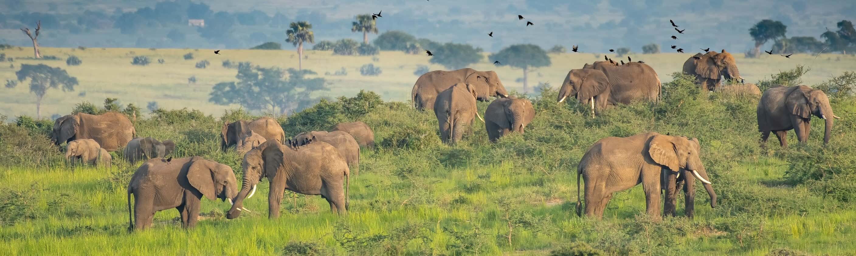 21 Tage Uganda – verantwortungsvolle Abenteuerreise, Wildtiere & Primaten