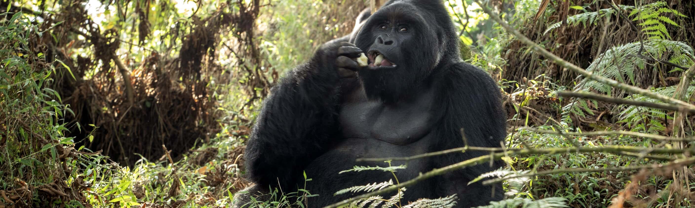 Uganda - Primaten- und Kulutrreise