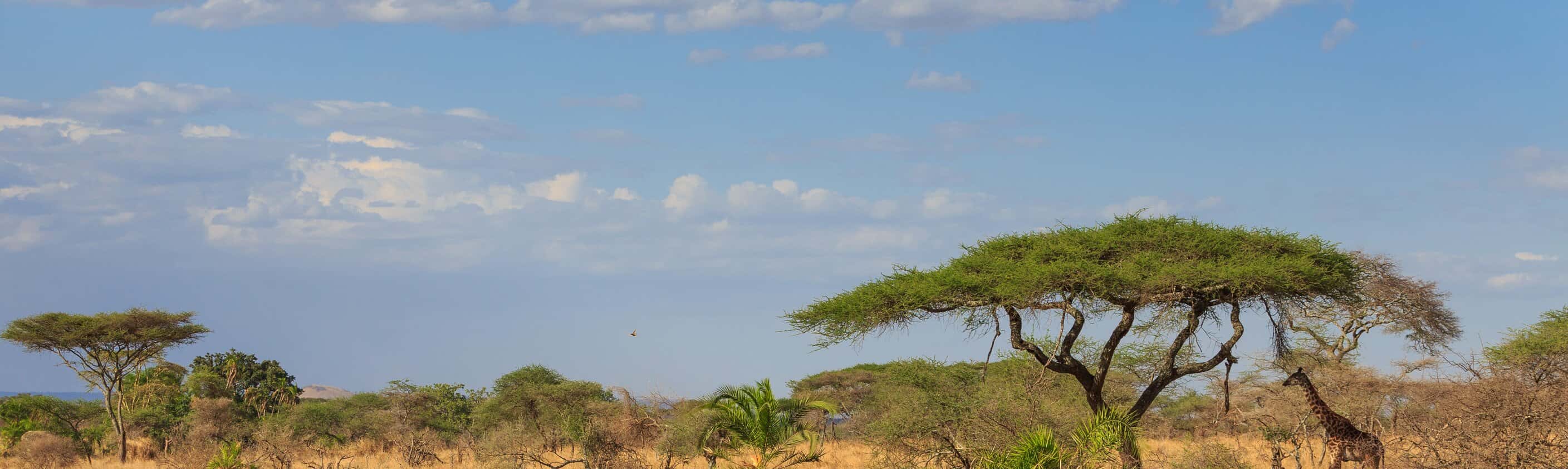 Uganda-Safari - Naturerlebnis zwischen Wasserfällen, Primaten und Savannen