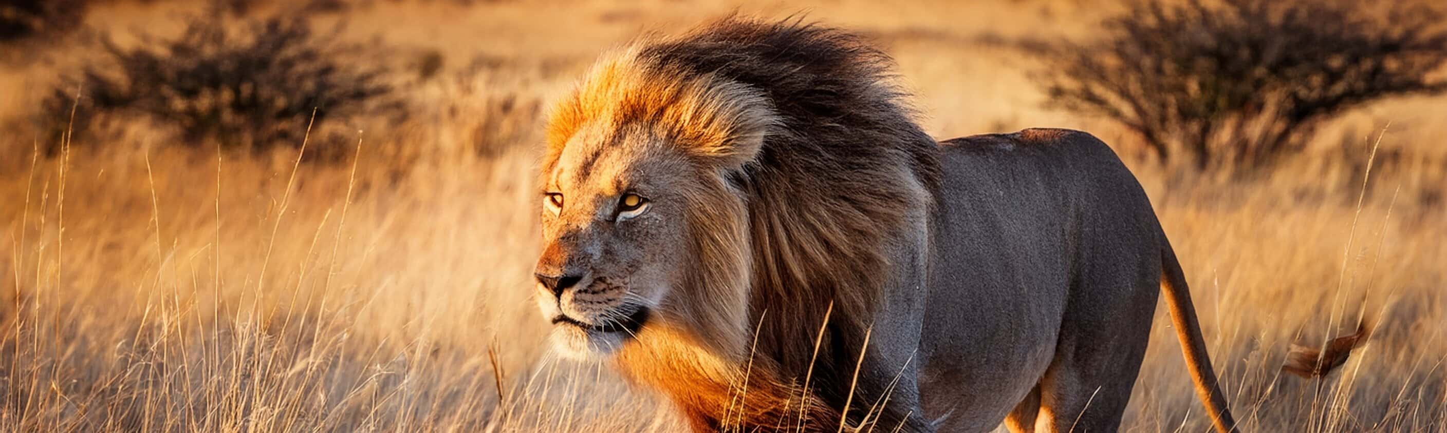 Botswana, Namibia, Simbabwe: Große Weite und wildes Wasser