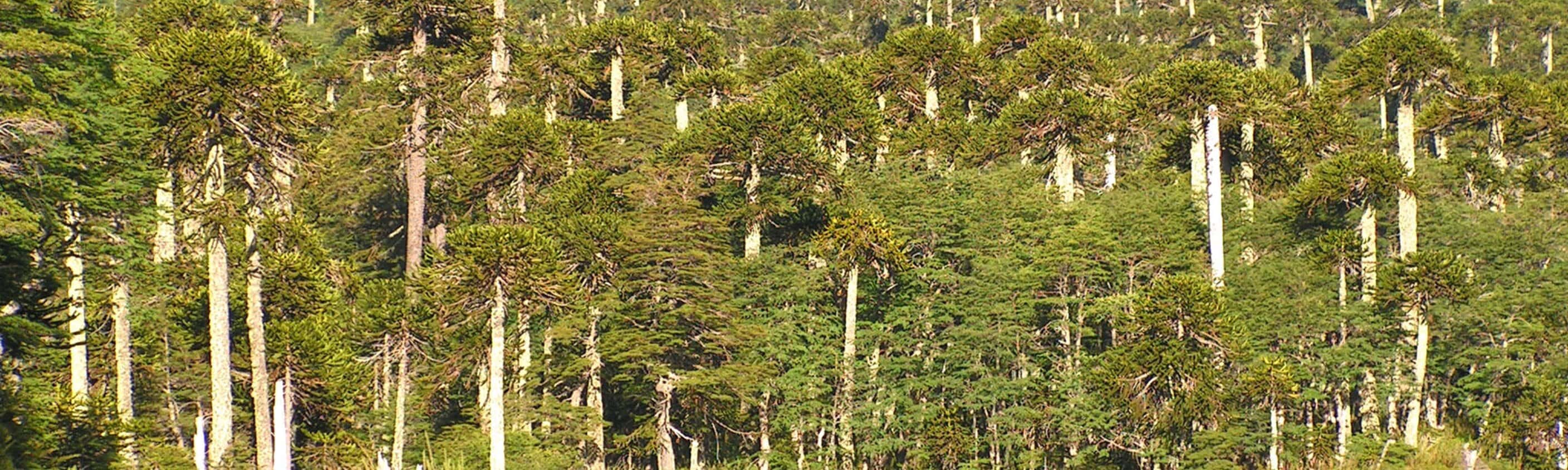 Aracaunia | © ASI Reisen