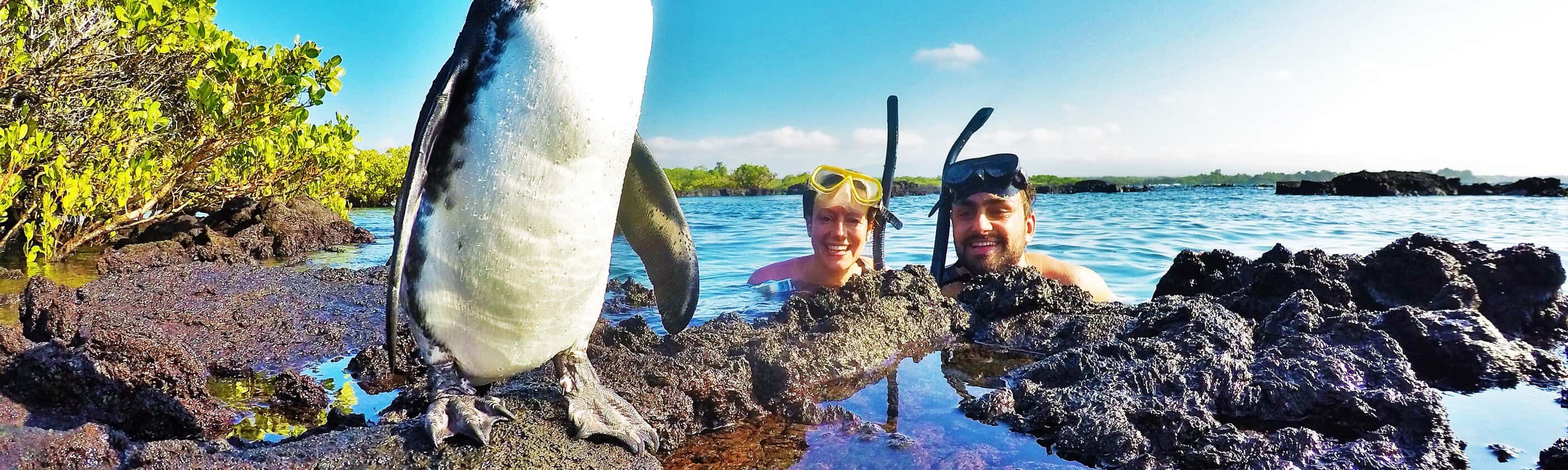Pinguine Galapagos Inseln | © ASI Reisen