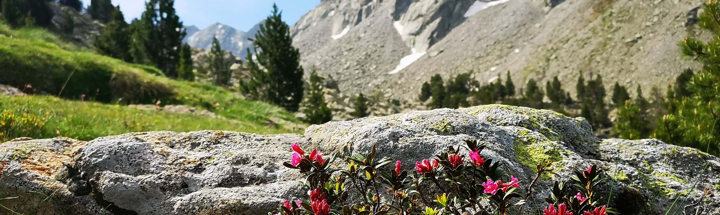 Rhododendron Spanien | © ASI Reisen