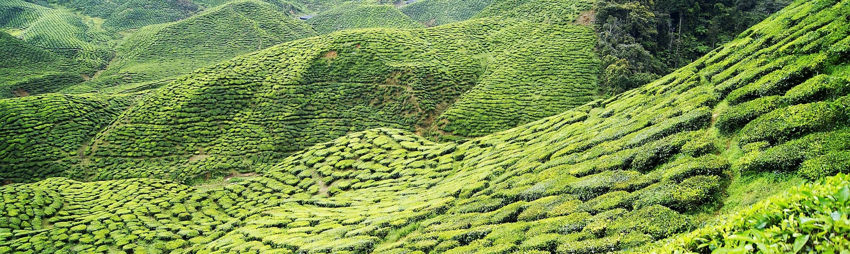 Sri Lankas Highlights erwandern