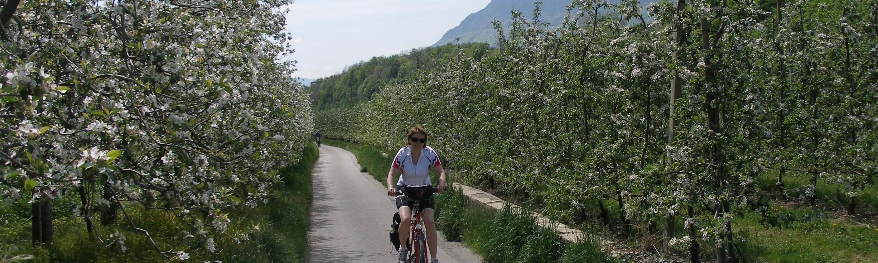 Etsch Radweg Apfelblüte | © ASI Reisen
