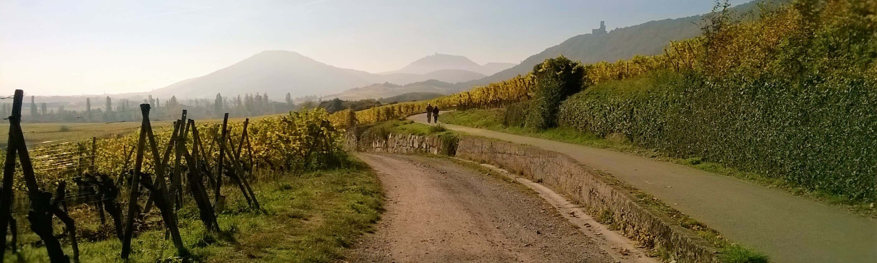 Weinberge Elsass | © ASI Reisen