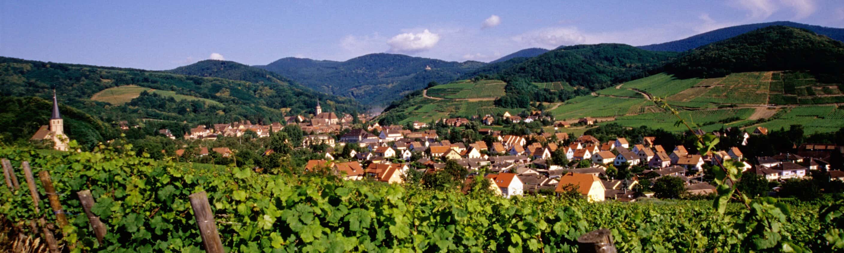 Weinberge Elsass | © ASI Reisen