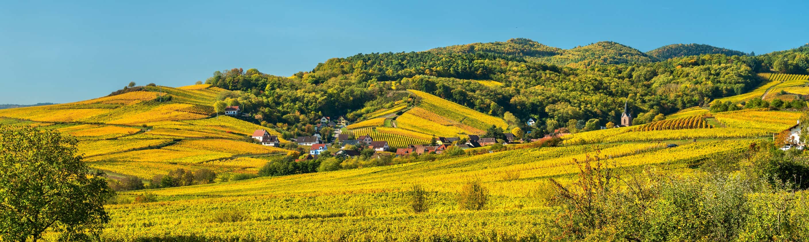 Weinberge Elsass | © ASI Reisen