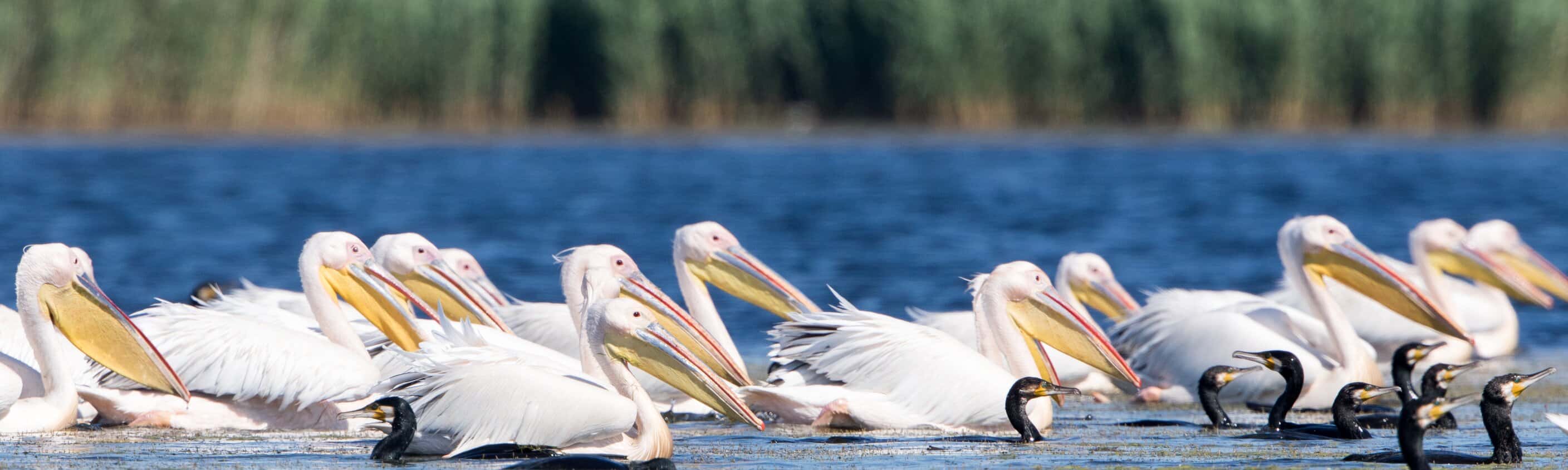 Pelikane im Donaudelta | © Shutterstock