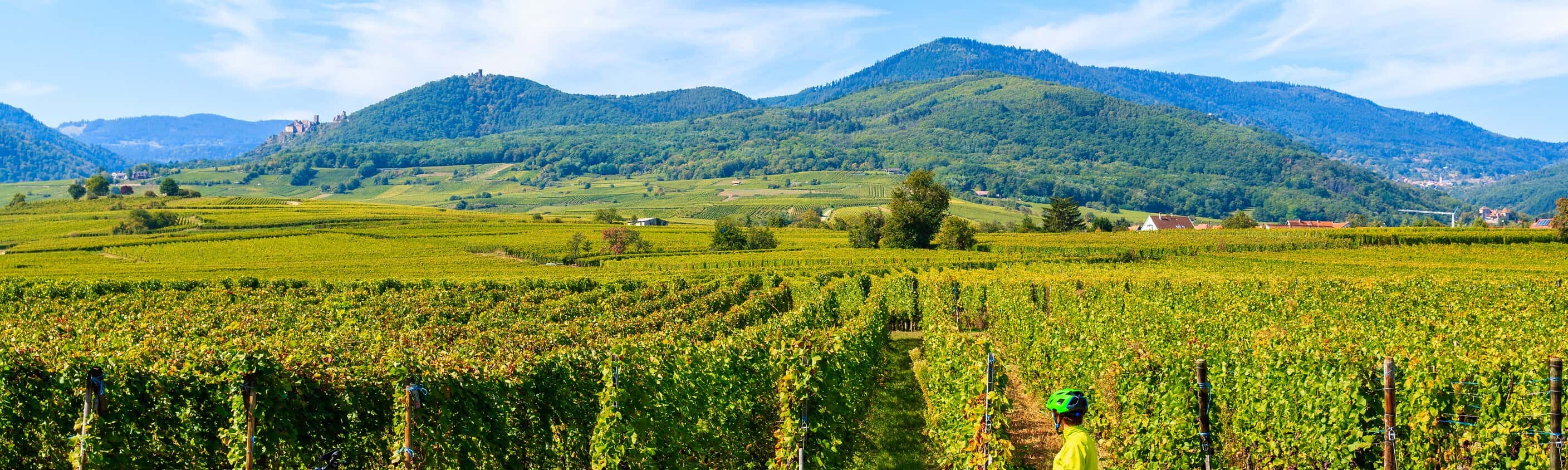Rahfahrerin in den Weinbergen in Elsass | © Shutterstock