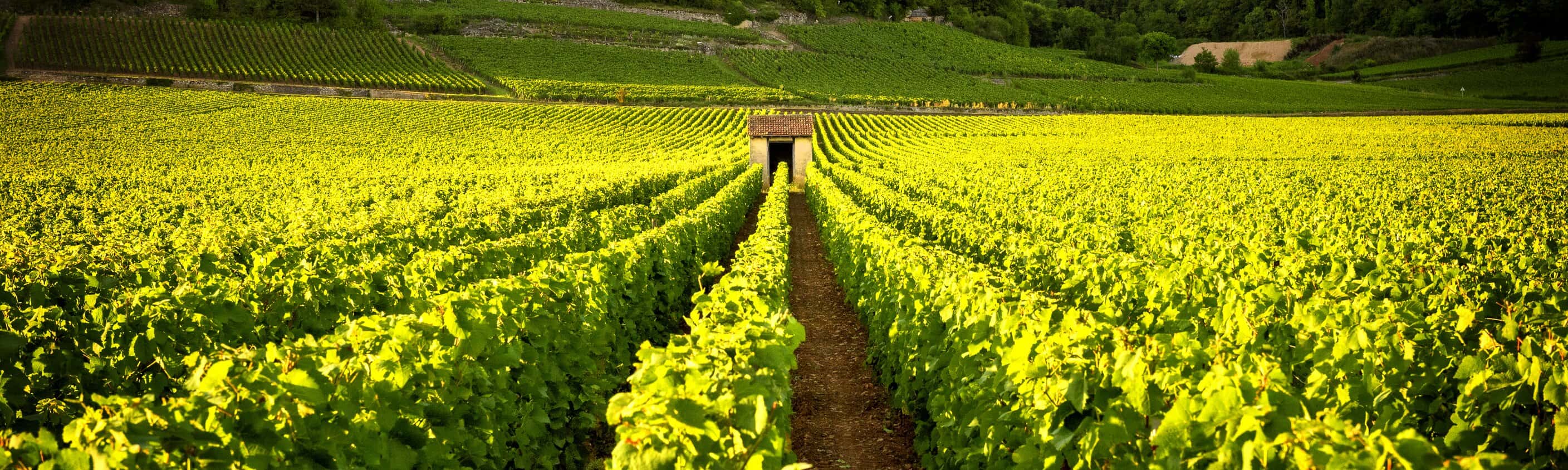 Weinberge Burgund | © Shutterstock