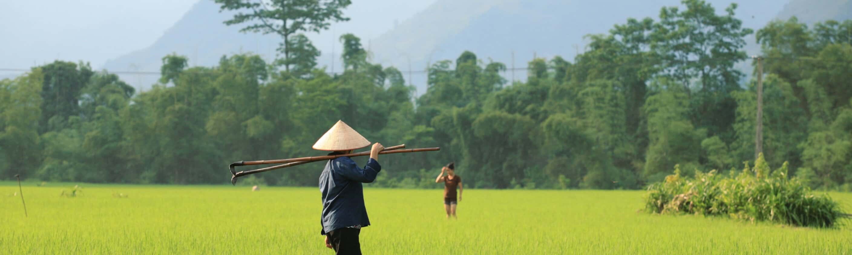 Einheimischer im Reisfeld in Vietnam | © ASI Reisen