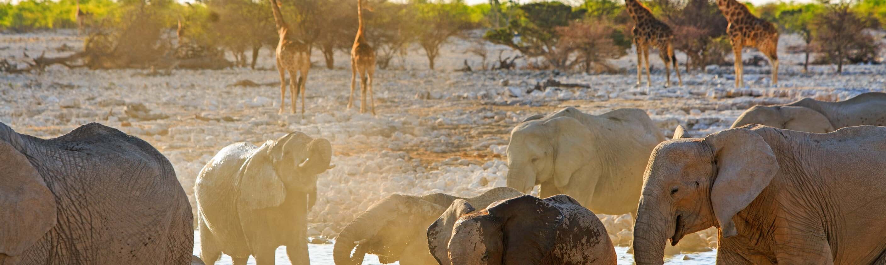 Botswana, Namibia, Simbabwe: Große Weite und wildes Wasser