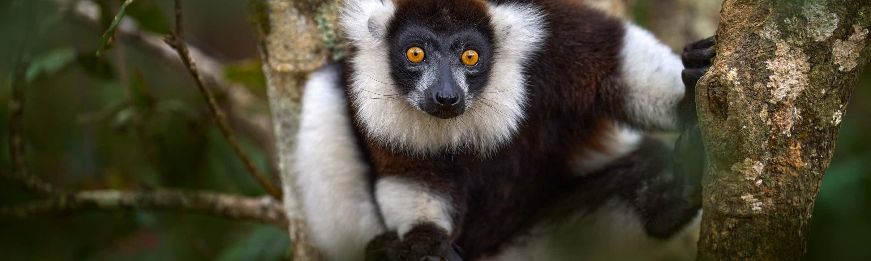Madagaskar: Kaleidoskop der Natur