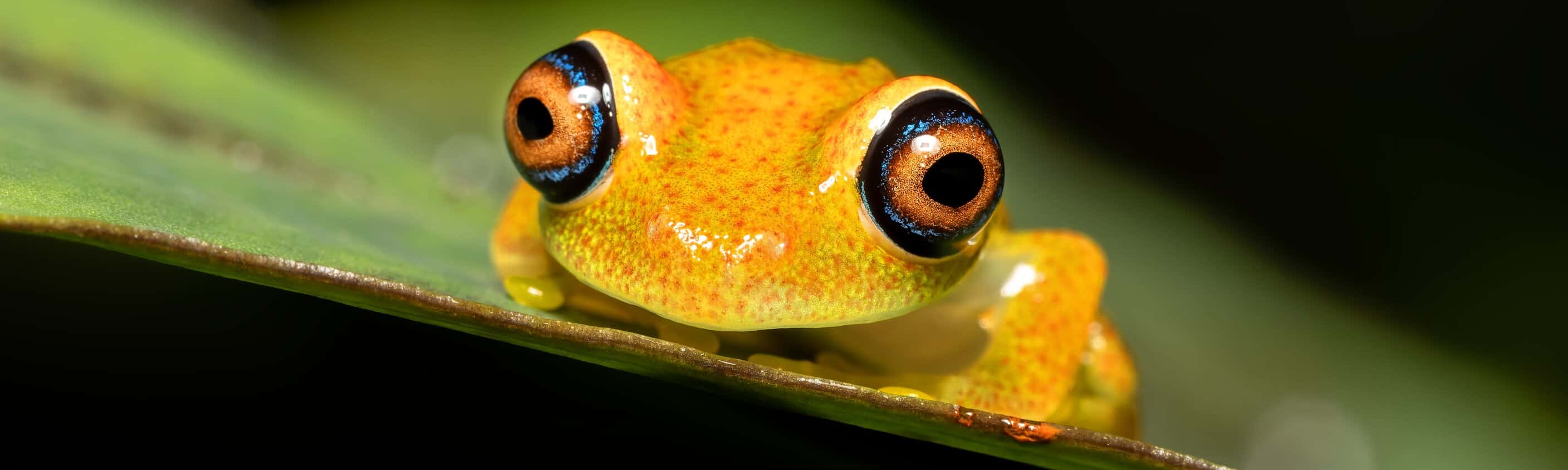Madagaskar: Regenwald, Lemuren und Tropenstrand