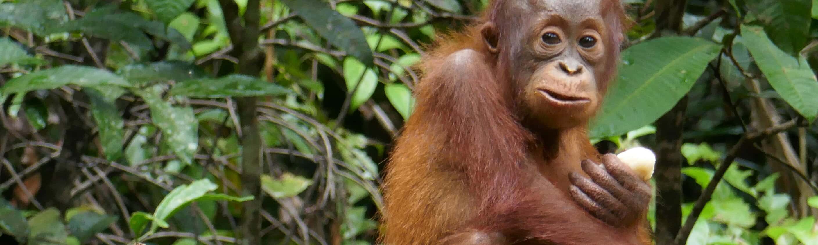 Kalimantan und Sulawesi - Bei Orangs und Büffeln